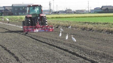トラクターの後を追いかけるサギとカラス