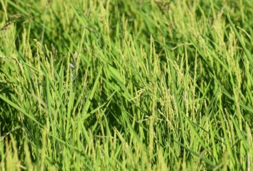 飛島村のコシヒカリの穭(ひつじ ヒコバエ)のイナホ 10月