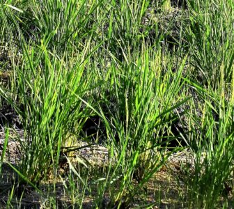 飛島村のコシヒカリの穭(ひつじ ヒコバエ)のイナホ 10月