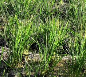 飛島村のコシヒカリの穭(ひつじ ヒコバエ)のイナホ 10月