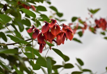 カイコウズの花のいろいろ