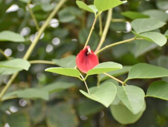 カイコウズの花のいろいろ