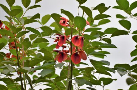 カイコウズの花のいろいろ