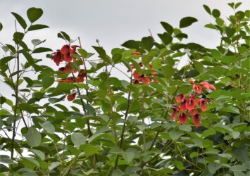 カイコウズの花のいろいろ