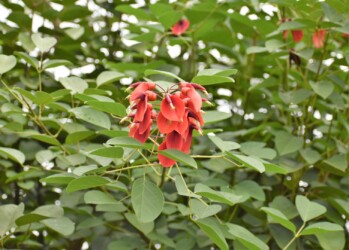 カイコウズの花のいろいろ