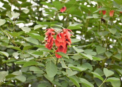 カイコウズの花のいろいろ