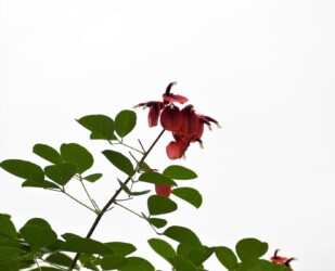 カイコウズの花のいろいろ