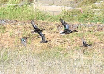 コガモとハシビロガモの飛翔