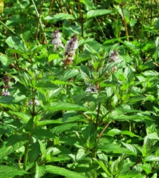 セイヨウハッカ