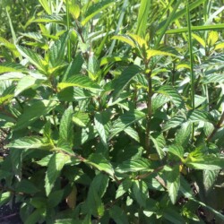 セイヨウハッカ