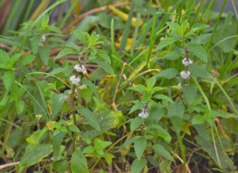 ハリヨ公園のニホンハッカ