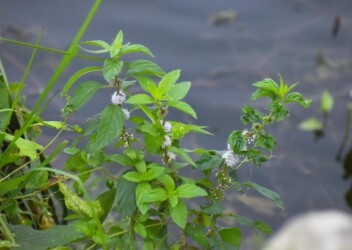 ハリヨ公園のニホンハッカ