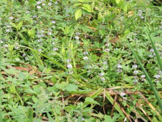 天童のニホンハッカ