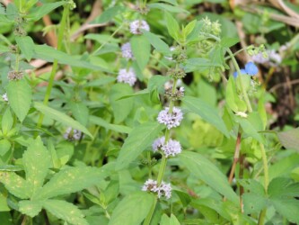 天童のニホンハッカ