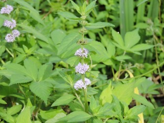 天童のニホンハッカ