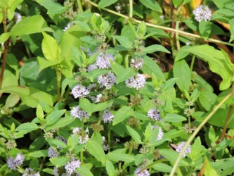 天童のニホンハッカ