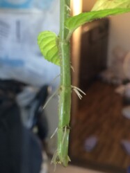 発根したセイヨウハッカ