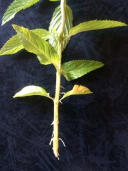 発根したセイヨウハッカ