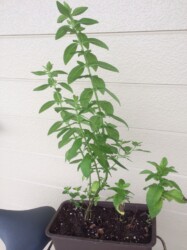 鉢に植えたハッカ