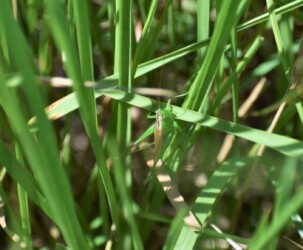 同じキリギリス科のヤブキリか?