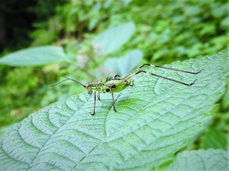キリギリスの幼虫かな?