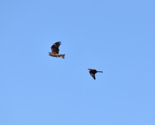 トビを攻撃するカラス