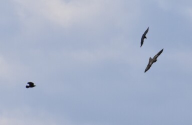 トビを攻撃するカラス