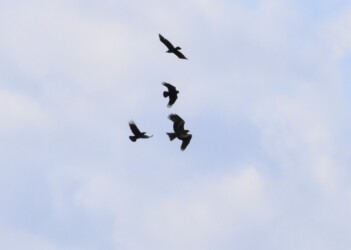 トビを攻撃するカラス