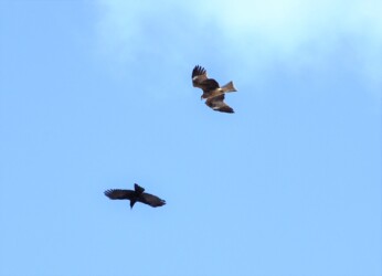 カラスに反撃するトビ