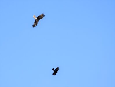 カラスに反撃するトビ