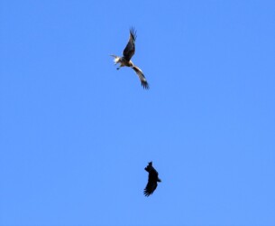 カラスに反撃するトビ