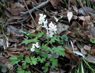 エゾエンゴサクか?