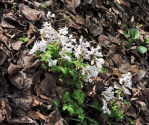 エゾエンゴサクか?