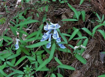 エゾエンゴサクか?