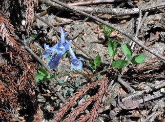 エゾエンゴサクか?