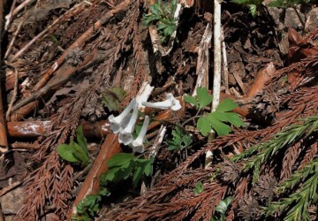 エゾエンゴサクか?