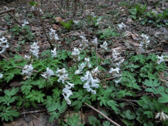 エゾエンゴサクか?