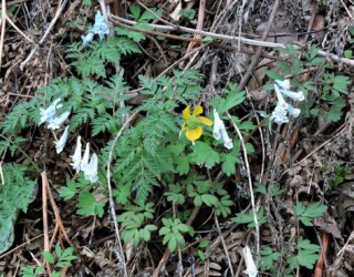 エゾエンゴサクか?