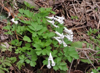 エゾエンゴサクか?