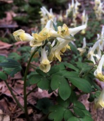 ヤマエンゴサクか?