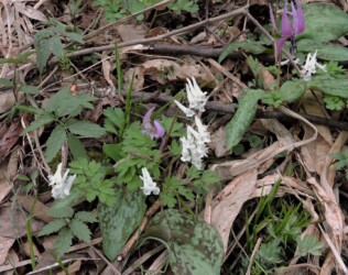 ミチノクエンゴサクか?