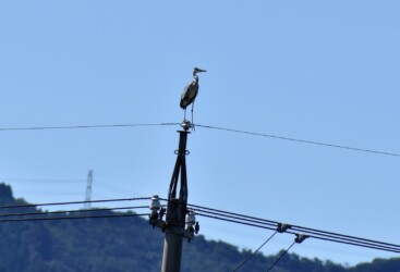 昨年見かけたアオサギ