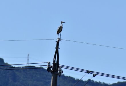 昨年見かけたアオサギ