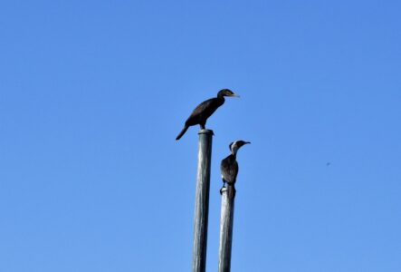 高いところが好きなカワウ