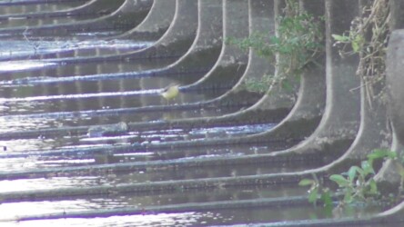 飛島村で見かけたキセキレイ 手前はコサギ