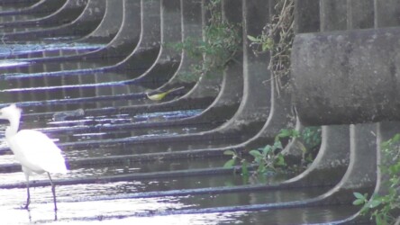 飛島村で見かけたキセキレイ 手前はコサギ