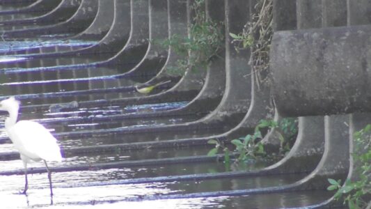 飛島村で見かけたキセキレイ 手前はコサギ