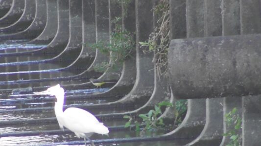 飛島村で見かけたキセキレイ 手前はコサギ