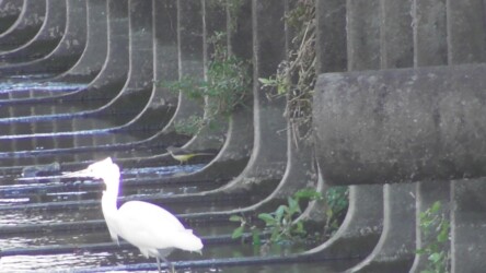 飛島村で見かけたキセキレイ 手前はコサギ