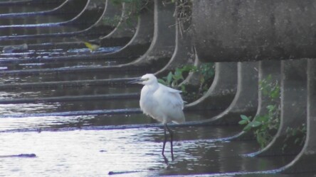 飛島村で見かけたキセキレイ 手前はコサギ